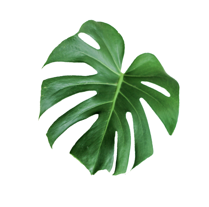 palm_1