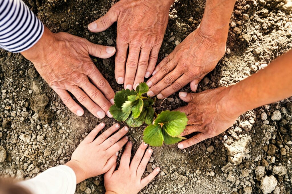 A group of people planting a strawberry plant, you see by their hands that they are three generations planting together. 
