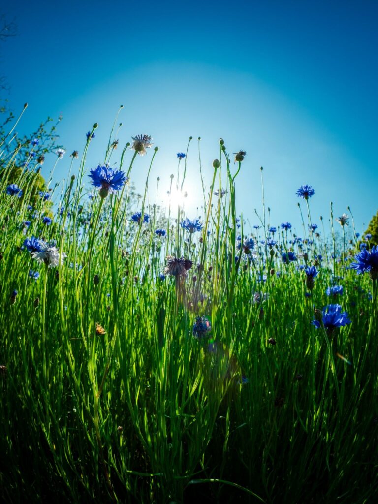 Wild flowers blooming and rising towards the sun illustrating humans rising to a new mindset. 

